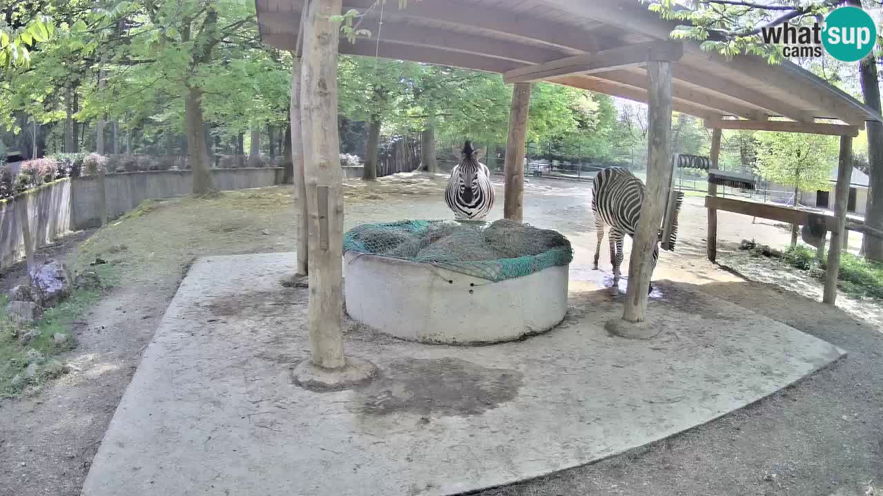 Zebre v živo v živalskem vrtu Ljubljana ZOO spletne kamere