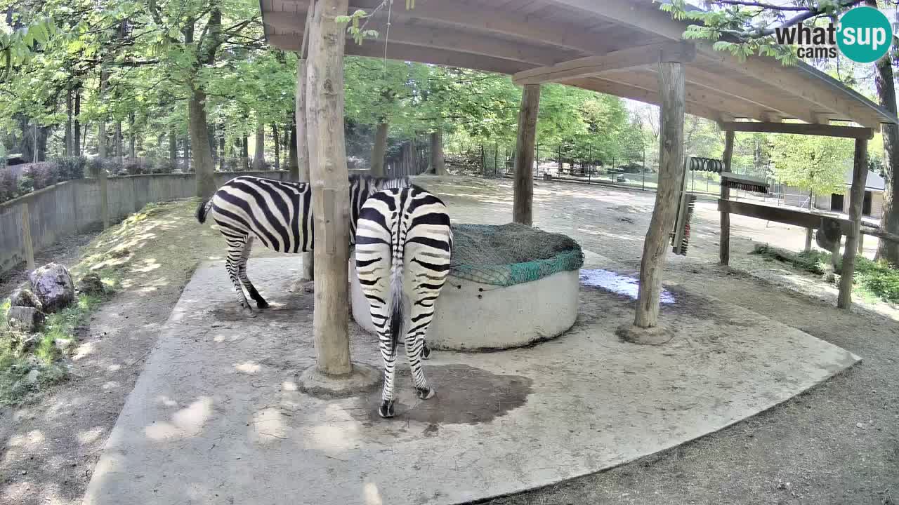 Live webcam Zebras in Ljubljana ZOO – Slovenia