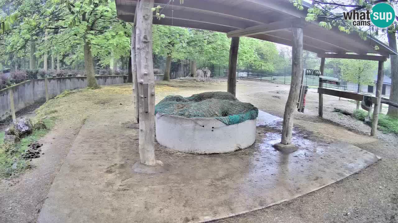 Camera en vivo Cebras in Ljubljana ZOO – Eslovenia