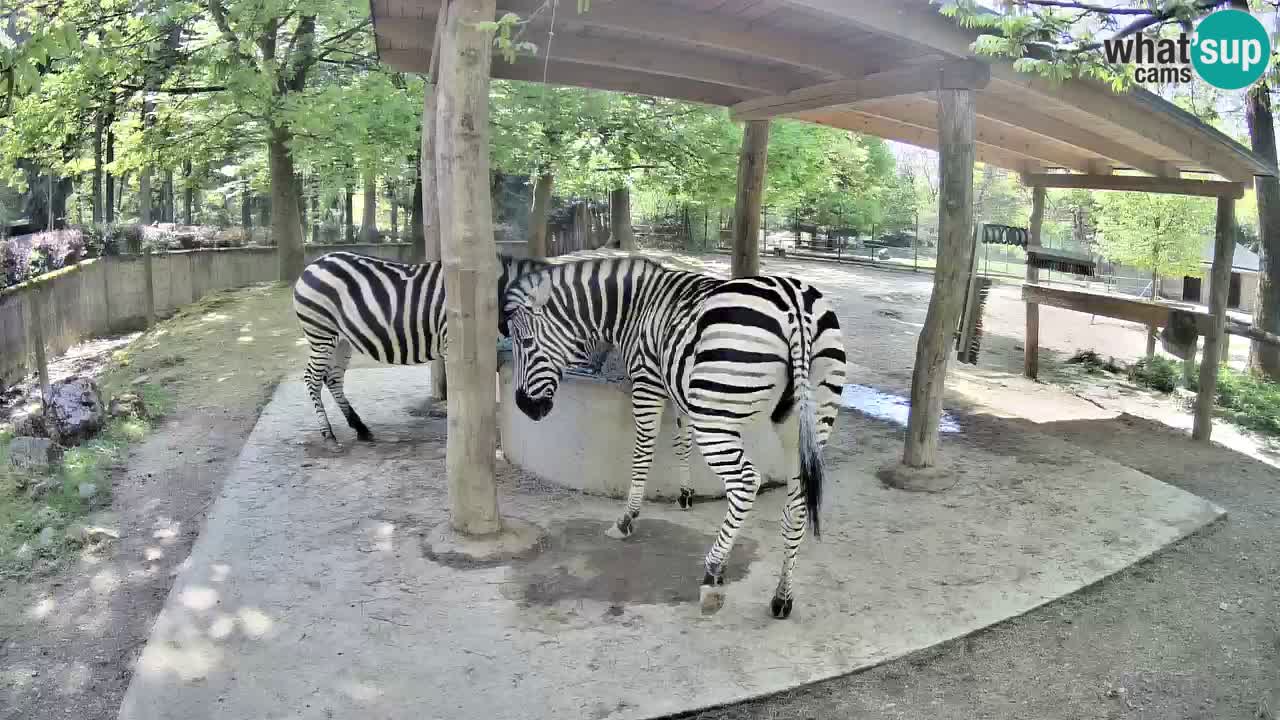 Zebre v živo v živalskem vrtu Ljubljana ZOO spletne kamere