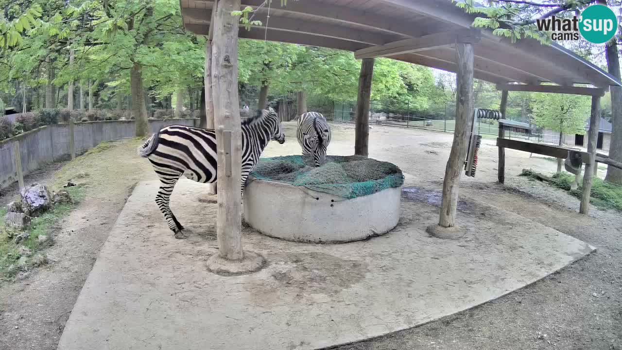 Camera en vivo Cebras in Ljubljana ZOO – Eslovenia