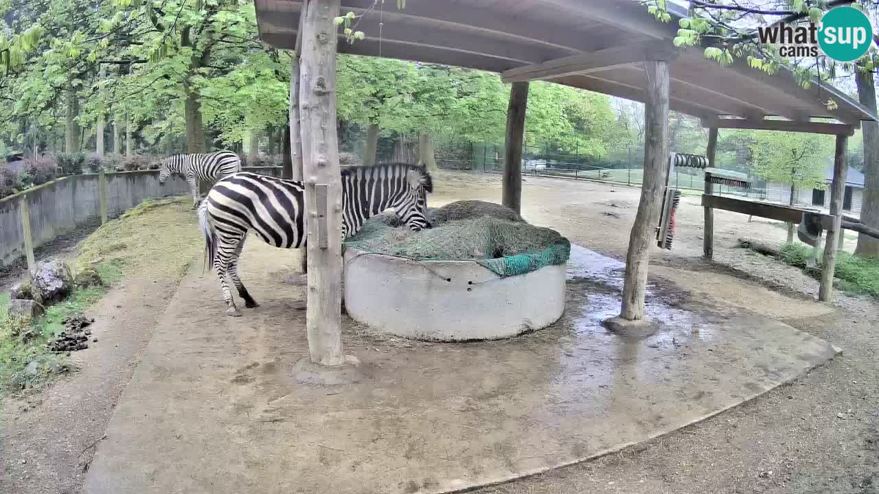 Live Webcam Zebras in Ljubljana ZOO – Slowenien