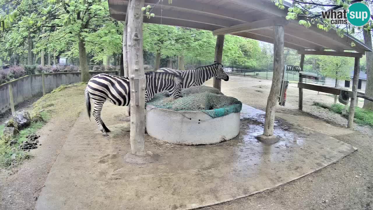 Live webcam Zebras in Ljubljana ZOO – Slovenia