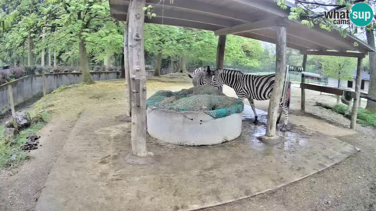 Live Webcam Zebras in Ljubljana ZOO – Slowenien