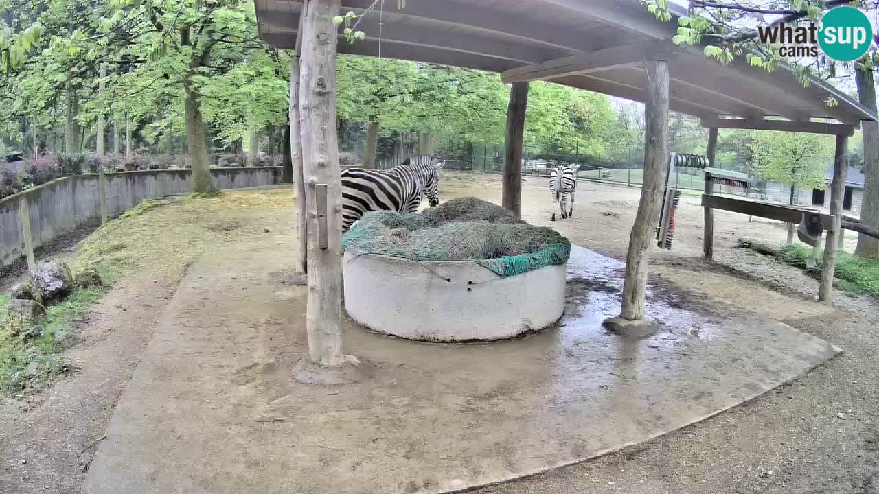 Live Webcam Zebras in Ljubljana ZOO – Slowenien