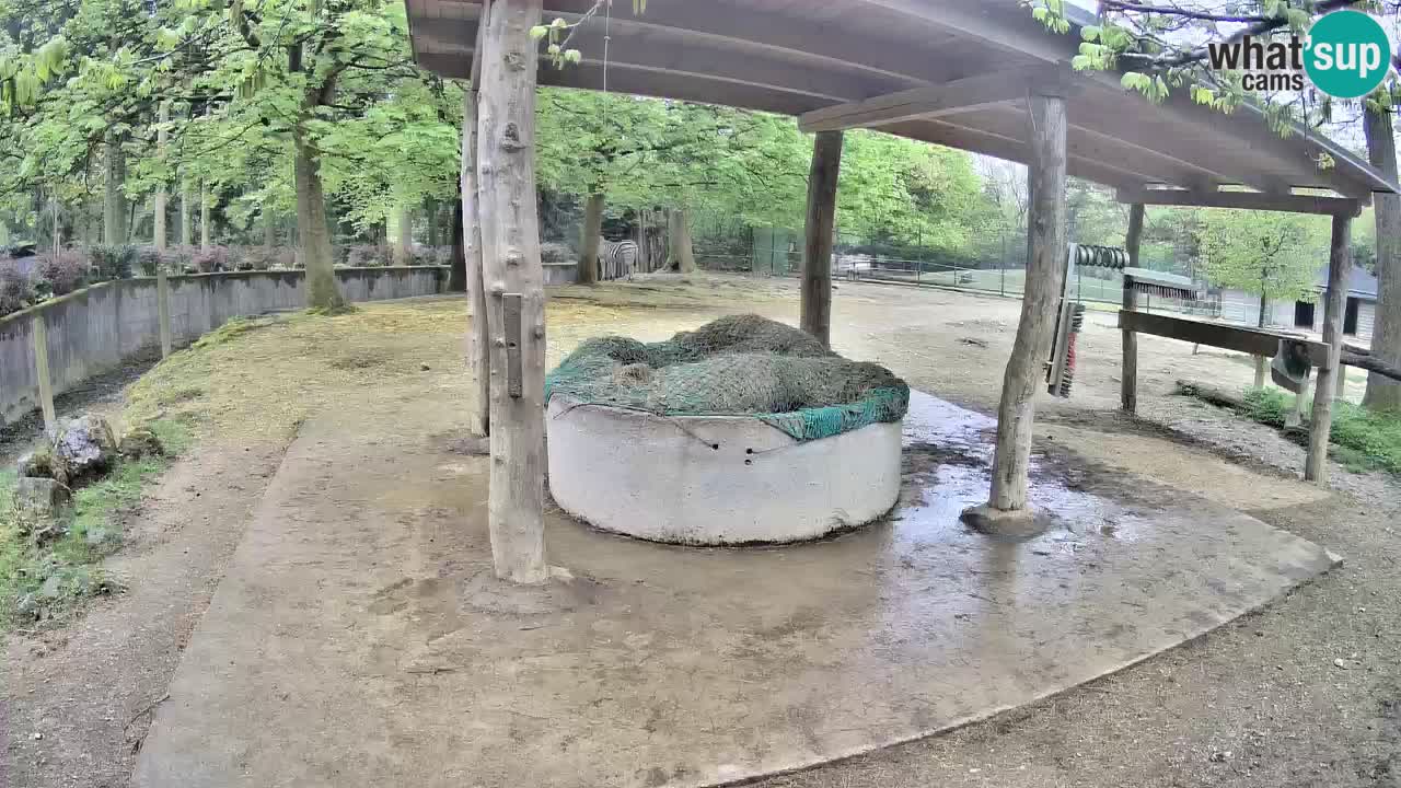 Live webcam Les zèbres in Ljubljana ZOO – Slovénie