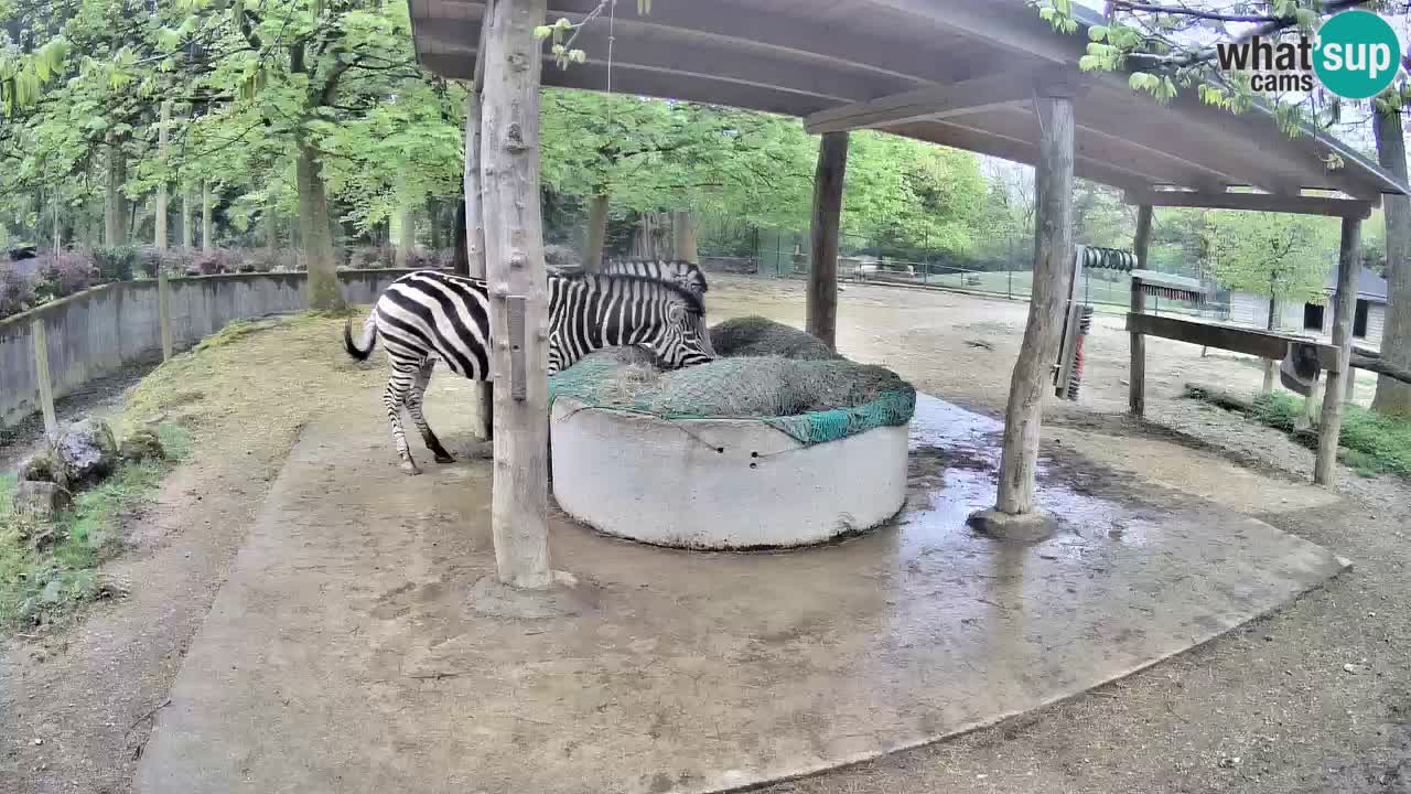 Live webcam Zebras in Ljubljana ZOO – Slovenia