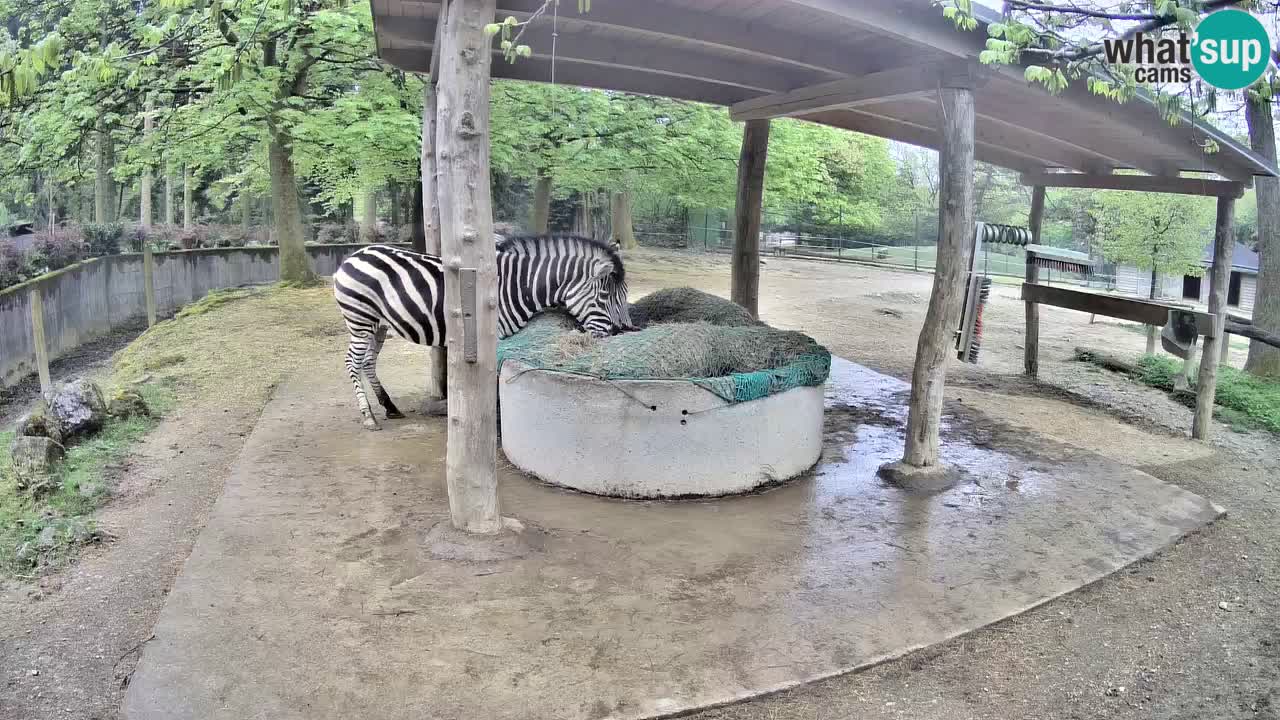 Camera en vivo Cebras in Ljubljana ZOO – Eslovenia