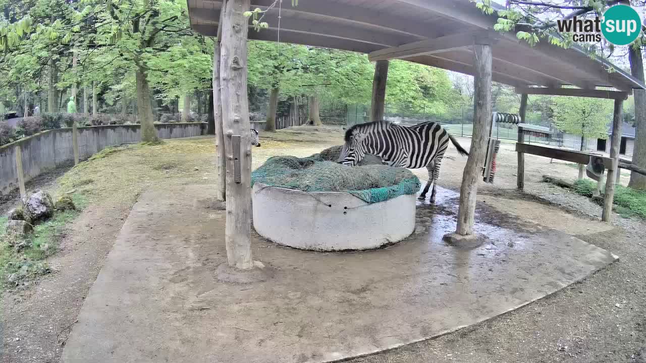 Live webcam Zebras in Ljubljana ZOO – Slovenia
