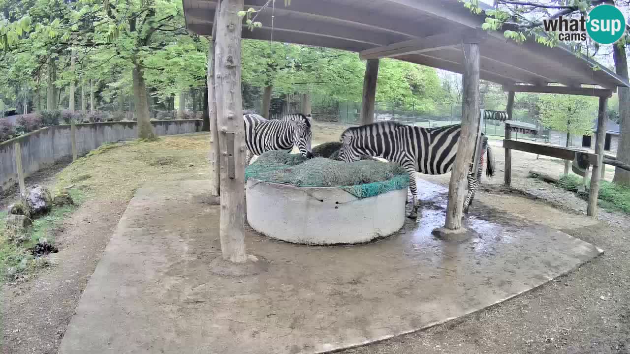 Live webcam Les zèbres in Ljubljana ZOO – Slovénie