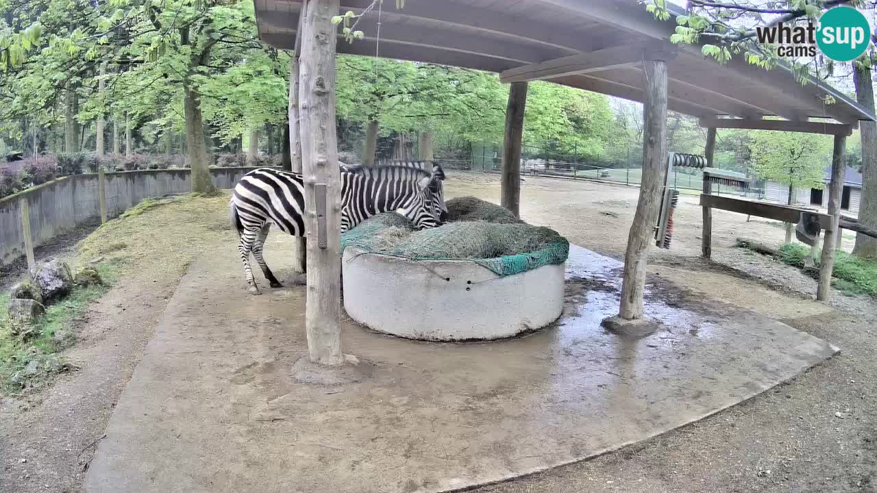 Le Zebre nello ZOO di Ljubljana – Slovenia Live webcam