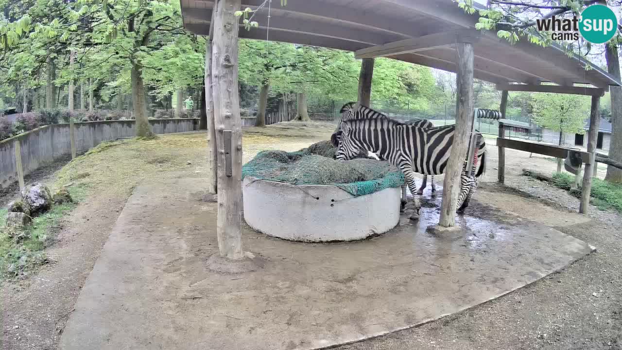 Le Zebre nello ZOO di Ljubljana – Slovenia Live webcam
