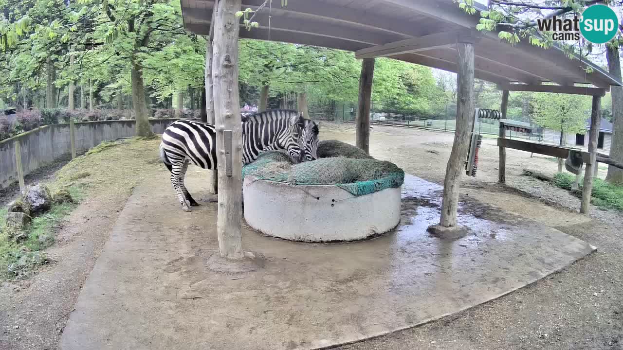 Camera en vivo Cebras in Ljubljana ZOO – Eslovenia