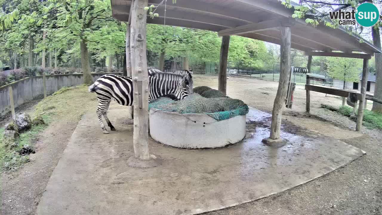Live webcam Les zèbres in Ljubljana ZOO – Slovénie