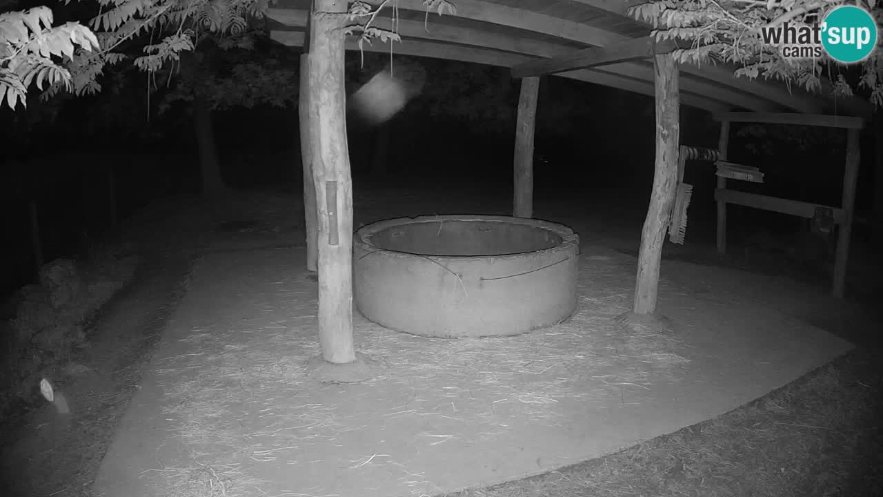 Live webcam Les zèbres in Ljubljana ZOO – Slovénie