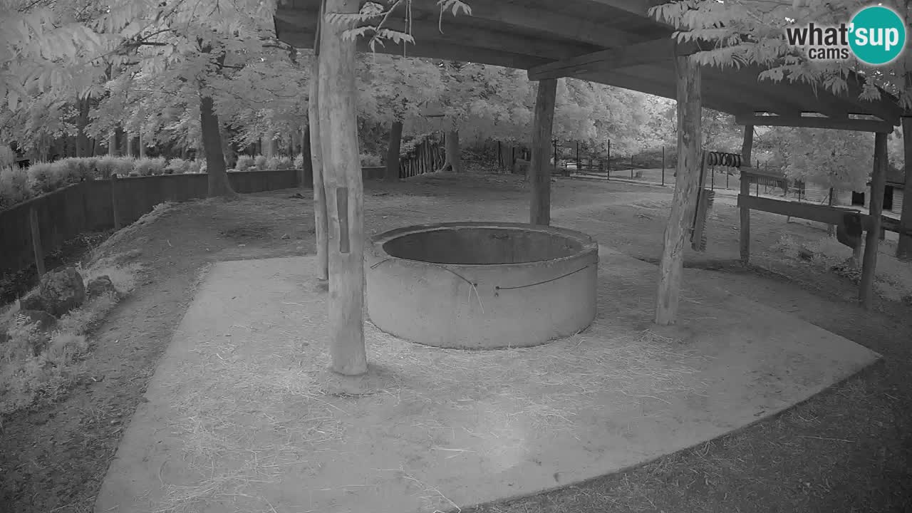 Live webcam Les zèbres in Ljubljana ZOO – Slovénie