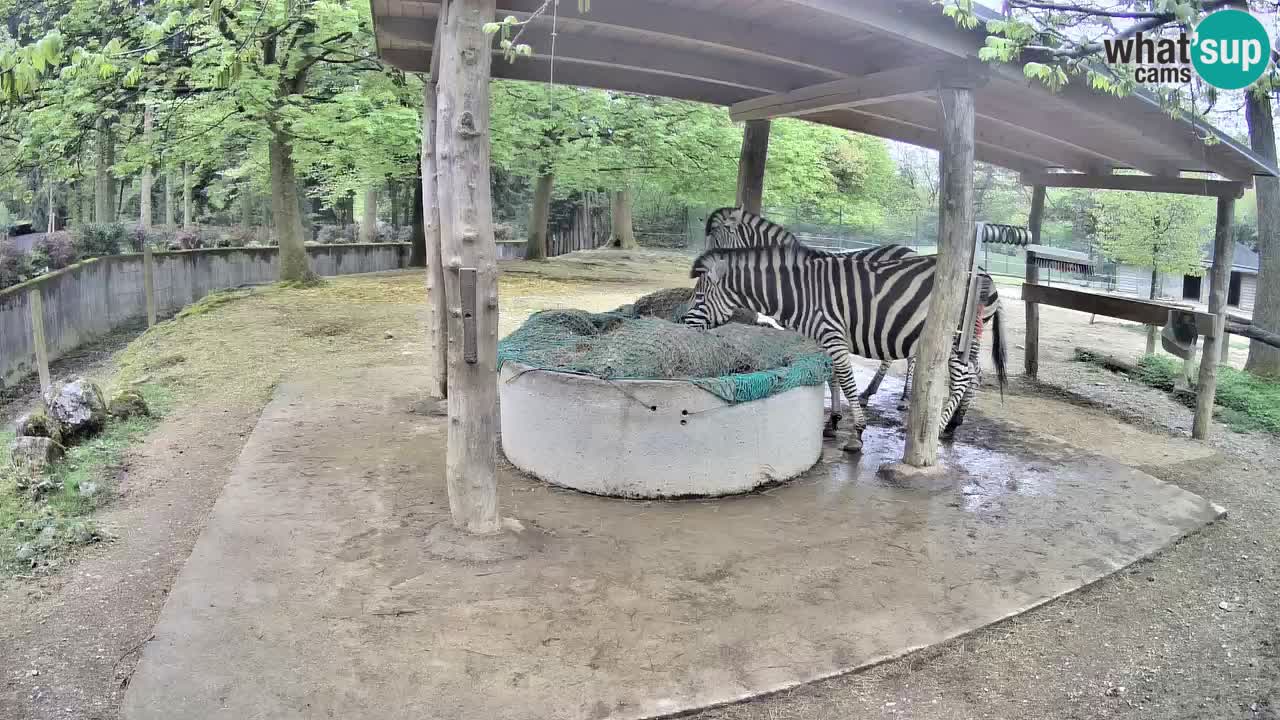 Live webcam Les zèbres in Ljubljana ZOO – Slovénie