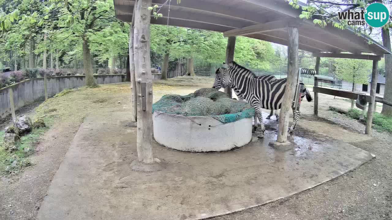 Zebre v živo v živalskem vrtu Ljubljana ZOO spletne kamere