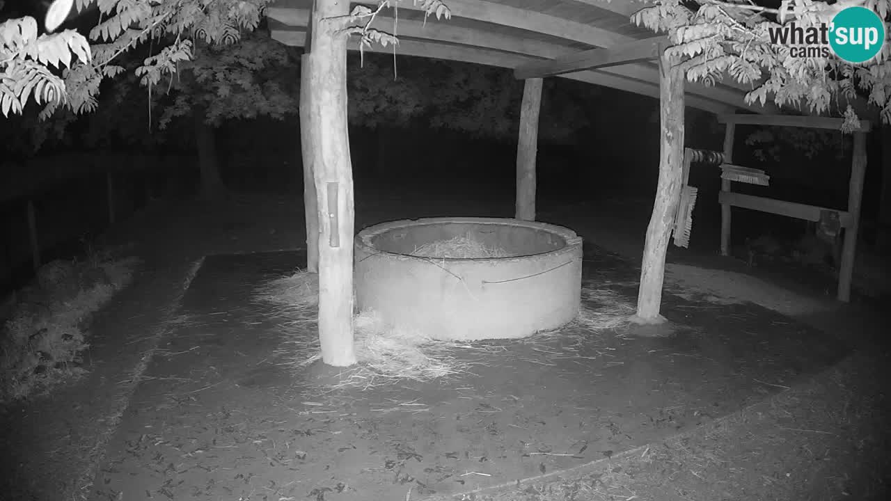 Live Webcam Zebras in Ljubljana ZOO – Slowenien