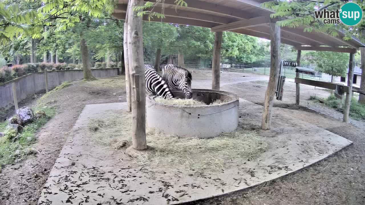 Le Zebre nello ZOO di Ljubljana – Slovenia Live webcam
