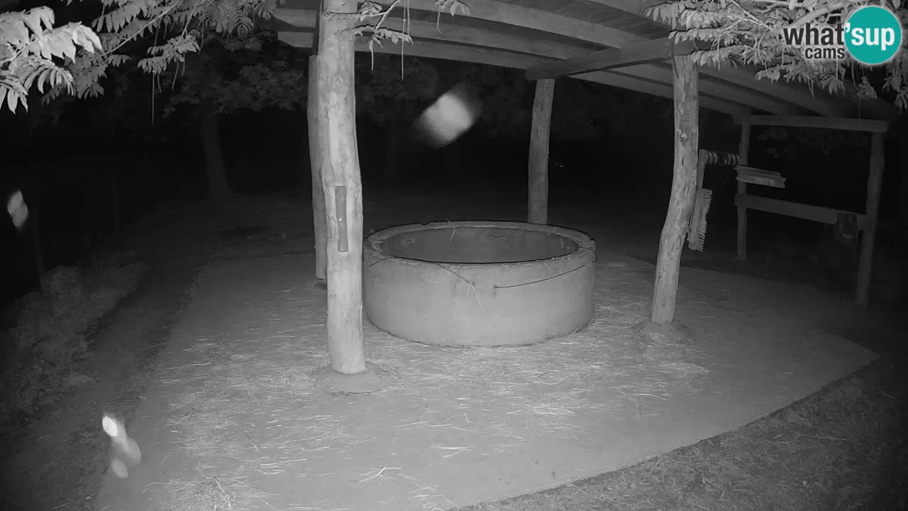 Zebre v živo v živalskem vrtu Ljubljana ZOO spletne kamere