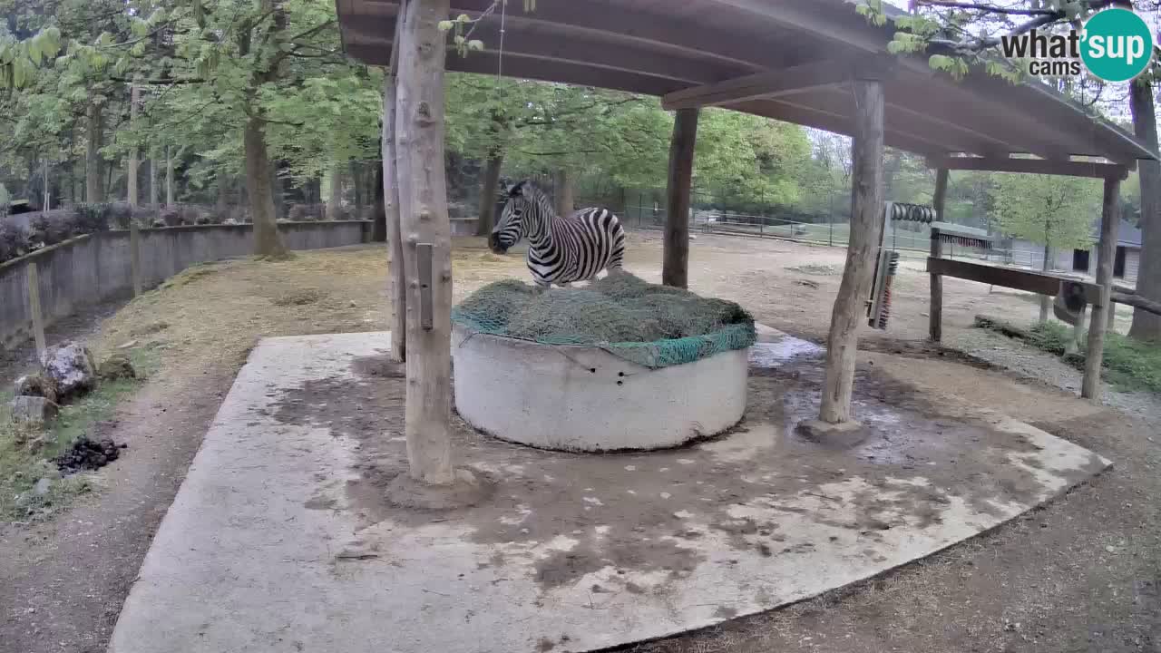 Web kamera uživo Zebras u ZOO Ljubljana – Slovenija