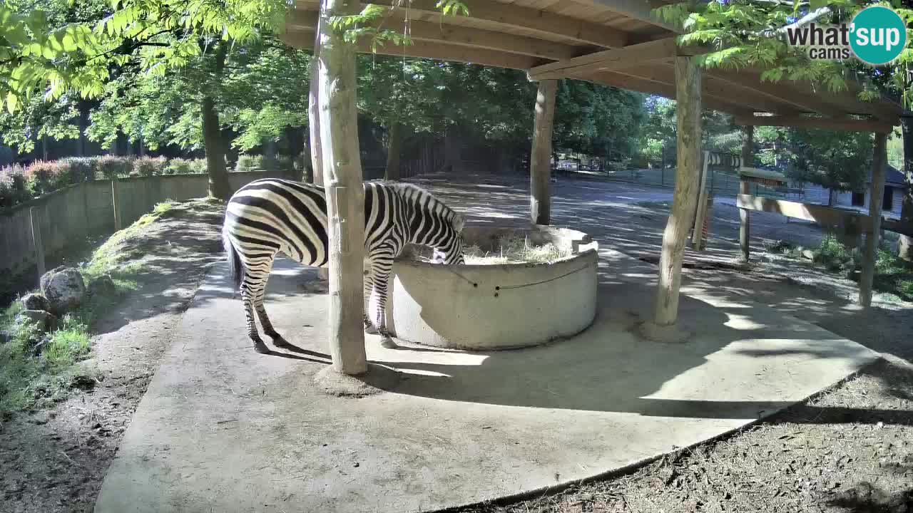 Web kamera uživo Zebras u ZOO Ljubljana – Slovenija