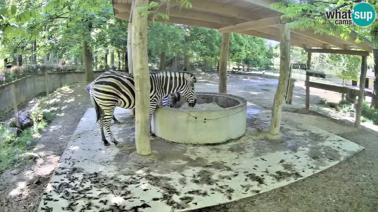 Live webcam Zebras in Ljubljana ZOO – Slovenia