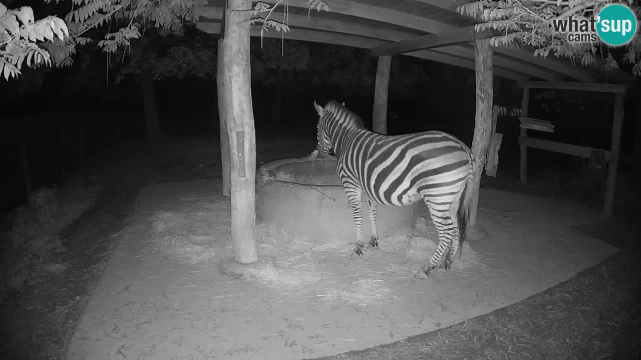 Zebre v živo v živalskem vrtu Ljubljana ZOO spletne kamere