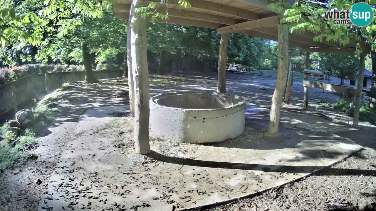 Live webcam Zebras in Ljubljana ZOO – Slovenia