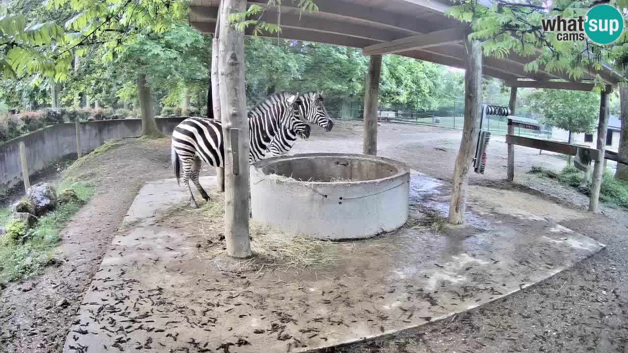 Le Zebre nello ZOO di Ljubljana – Slovenia Live webcam