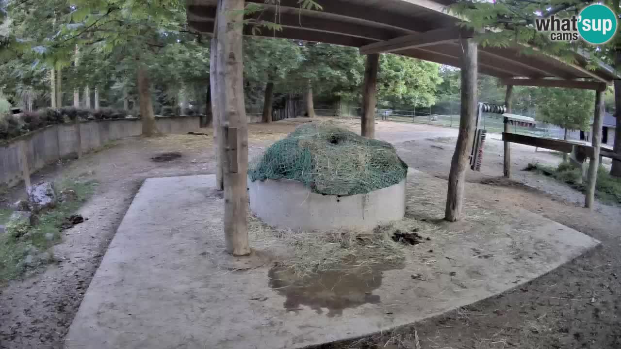 Le Zebre nello ZOO di Ljubljana – Slovenia Live webcam