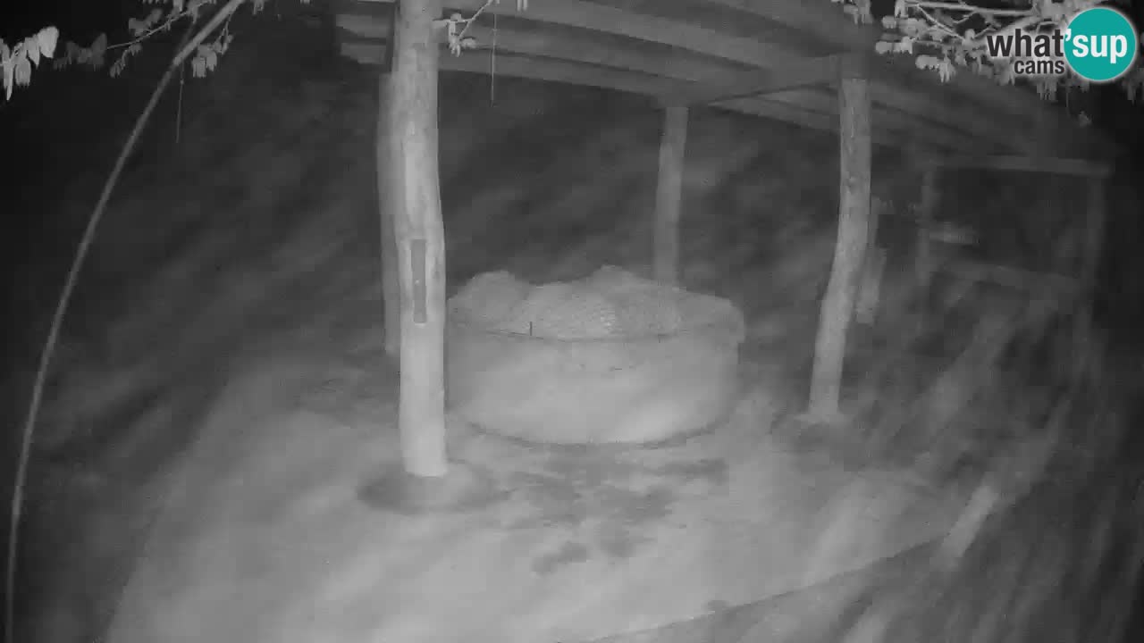 Camera en vivo Cebras in Ljubljana ZOO – Eslovenia