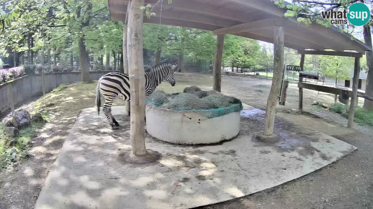 Live webcam Zebras in Ljubljana ZOO – Slovenia