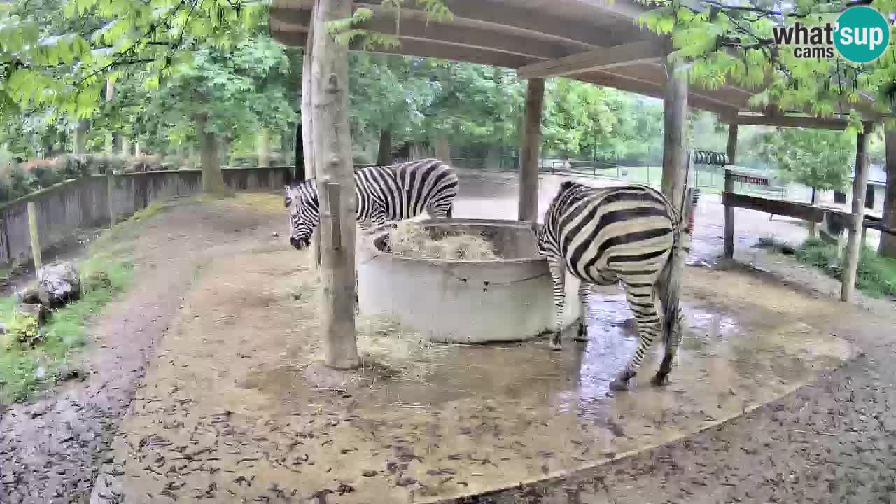Live webcam Les zèbres in Ljubljana ZOO – Slovénie