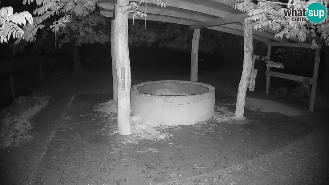 Live Webcam Zebras in Ljubljana ZOO – Slowenien