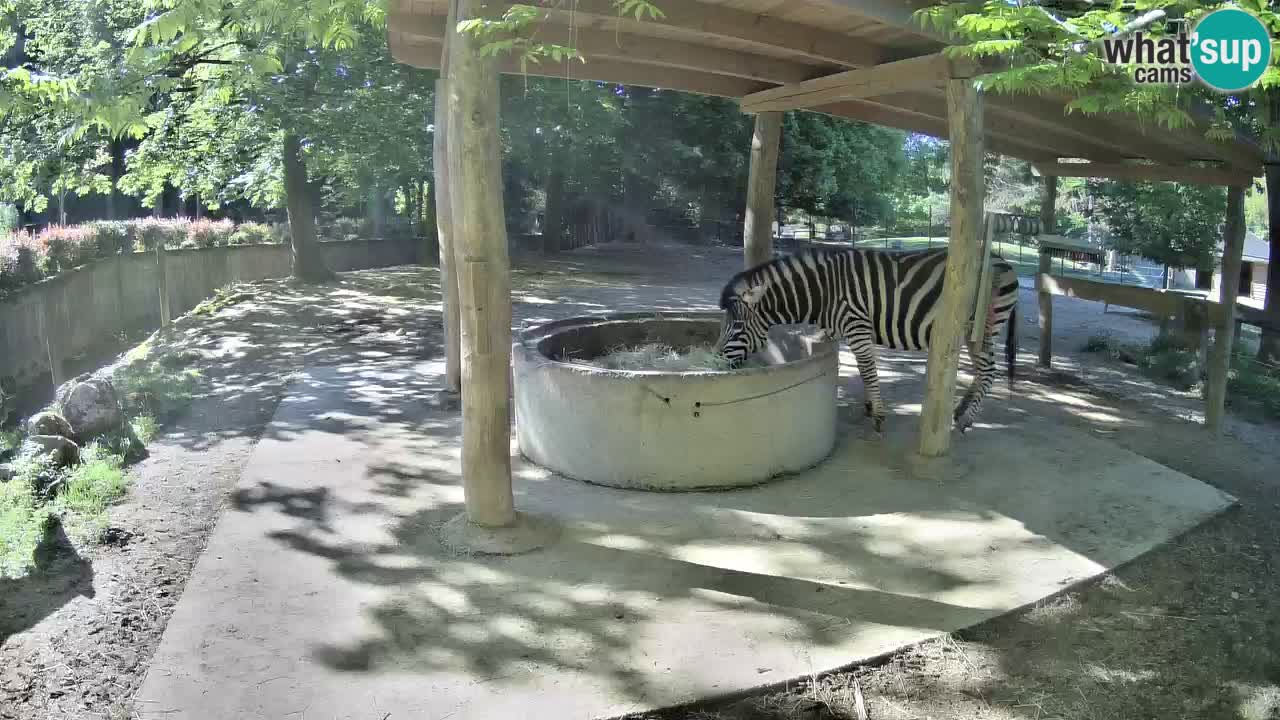 Zebre v živo v živalskem vrtu Ljubljana ZOO spletne kamere