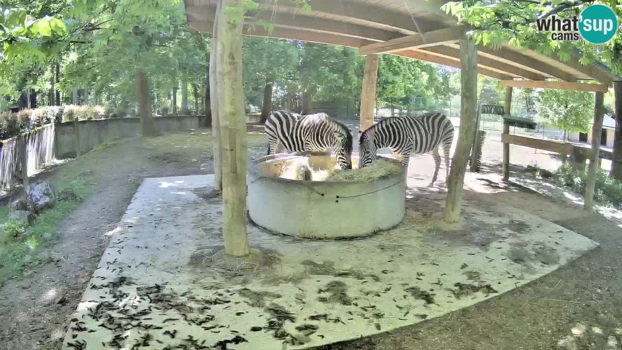 Live webcam Les zèbres in Ljubljana ZOO – Slovénie