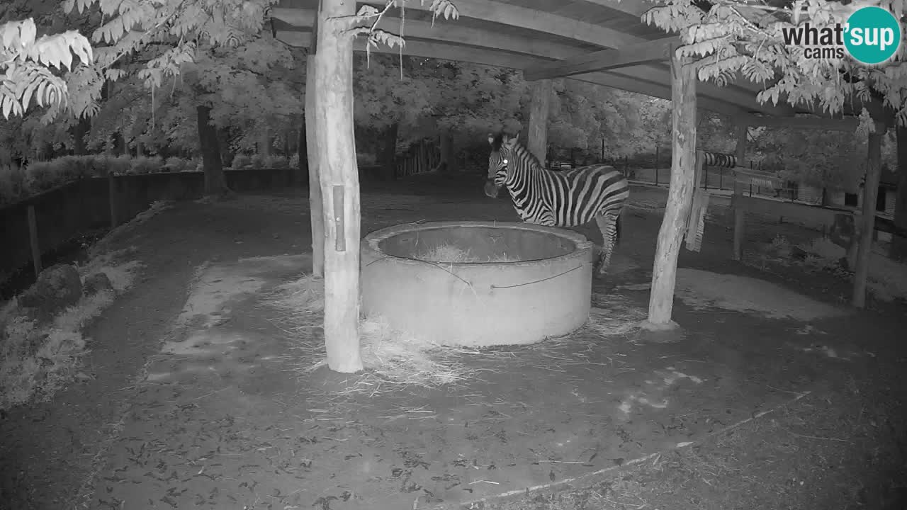 Live webcam Les zèbres in Ljubljana ZOO – Slovénie