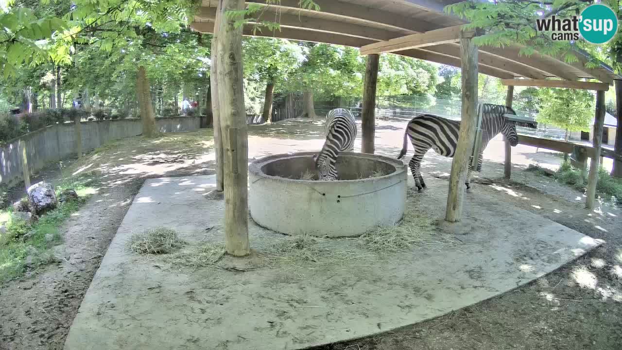 Camera en vivo Cebras in Ljubljana ZOO – Eslovenia
