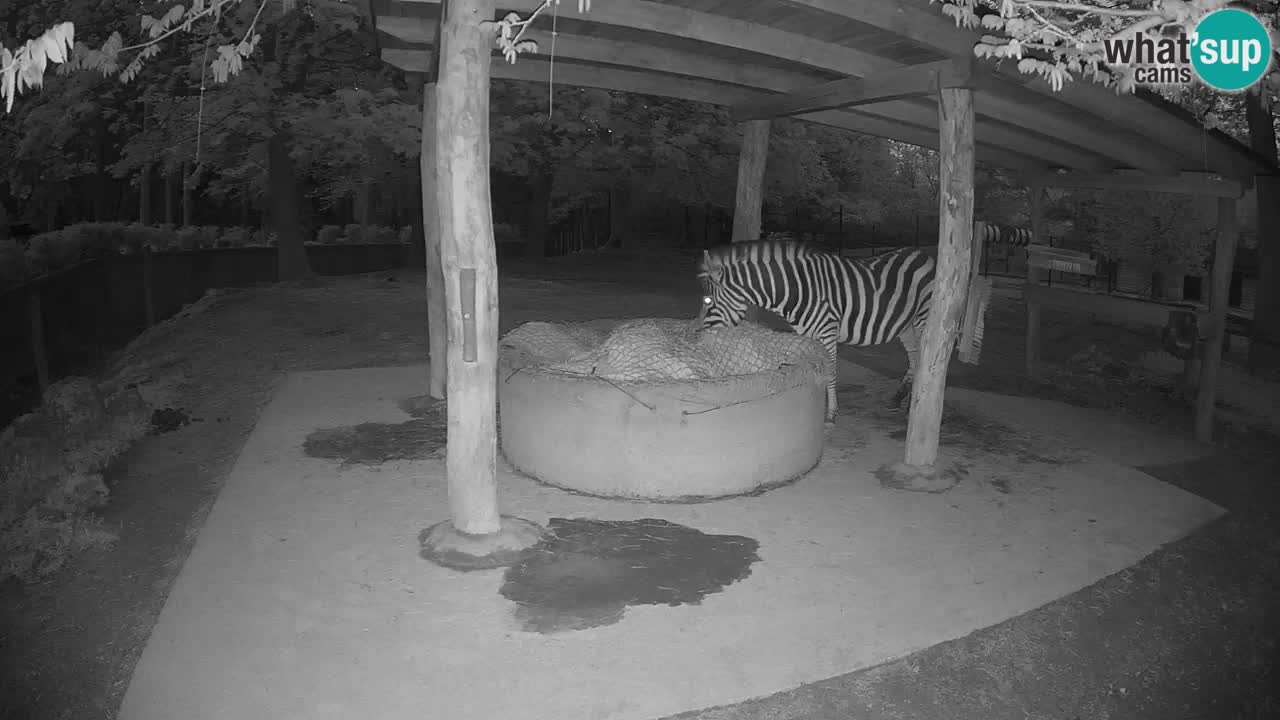 Web kamera uživo Zebras u ZOO Ljubljana – Slovenija
