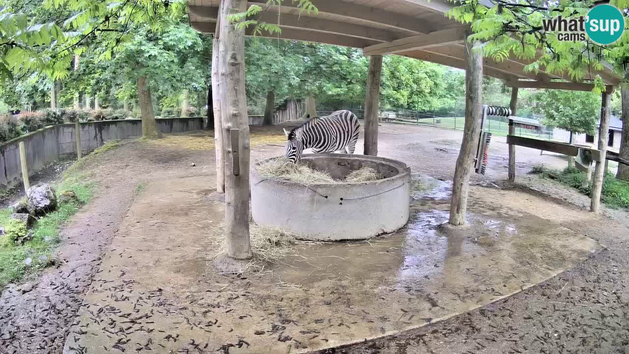 Camera en vivo Cebras in Ljubljana ZOO – Eslovenia