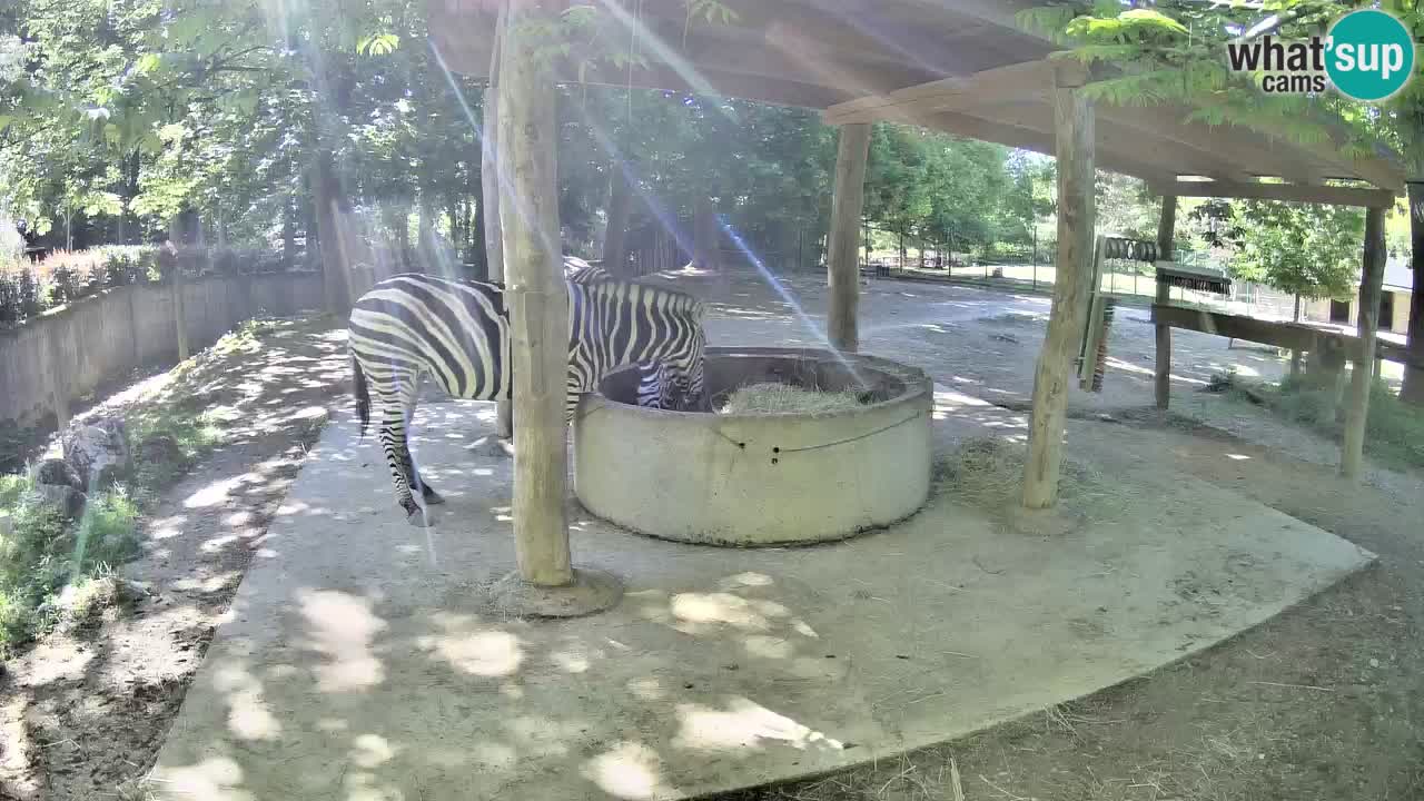 Le Zebre nello ZOO di Ljubljana – Slovenia Live webcam