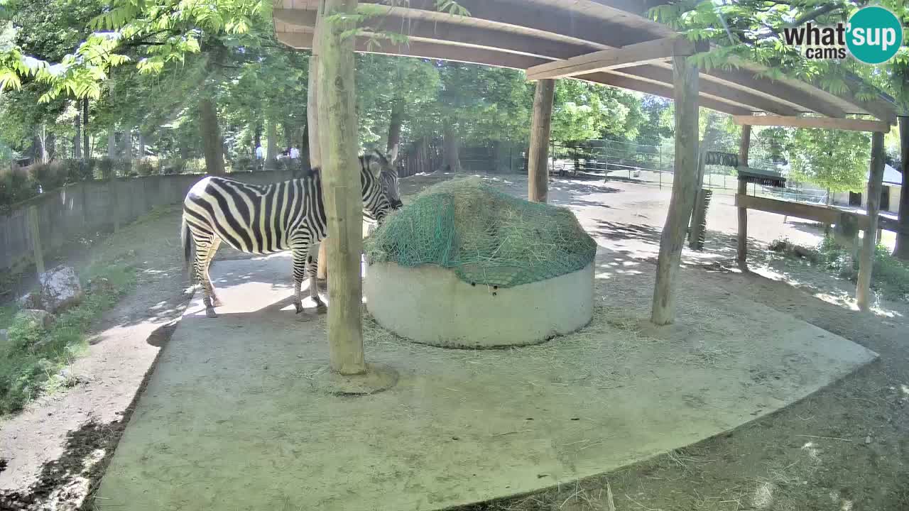 Le Zebre nello ZOO di Ljubljana – Slovenia Live webcam