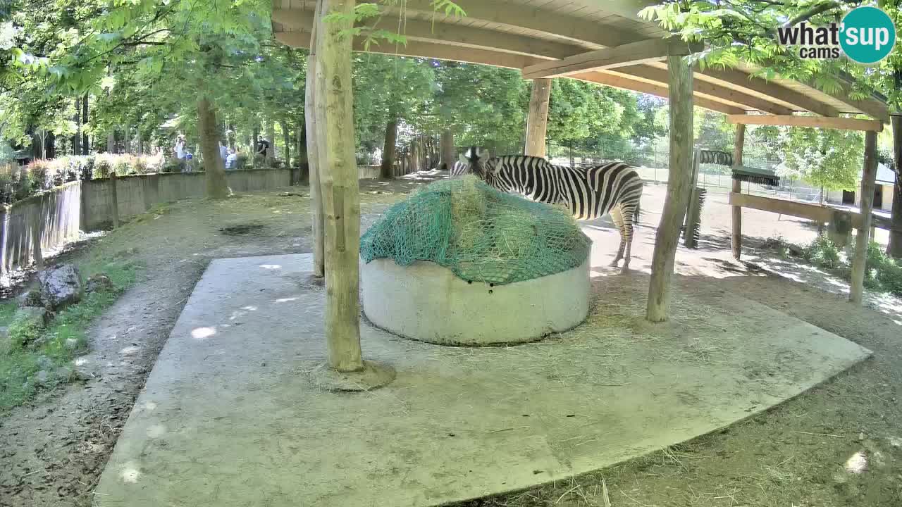 Live webcam Zebras in Ljubljana ZOO – Slovenia