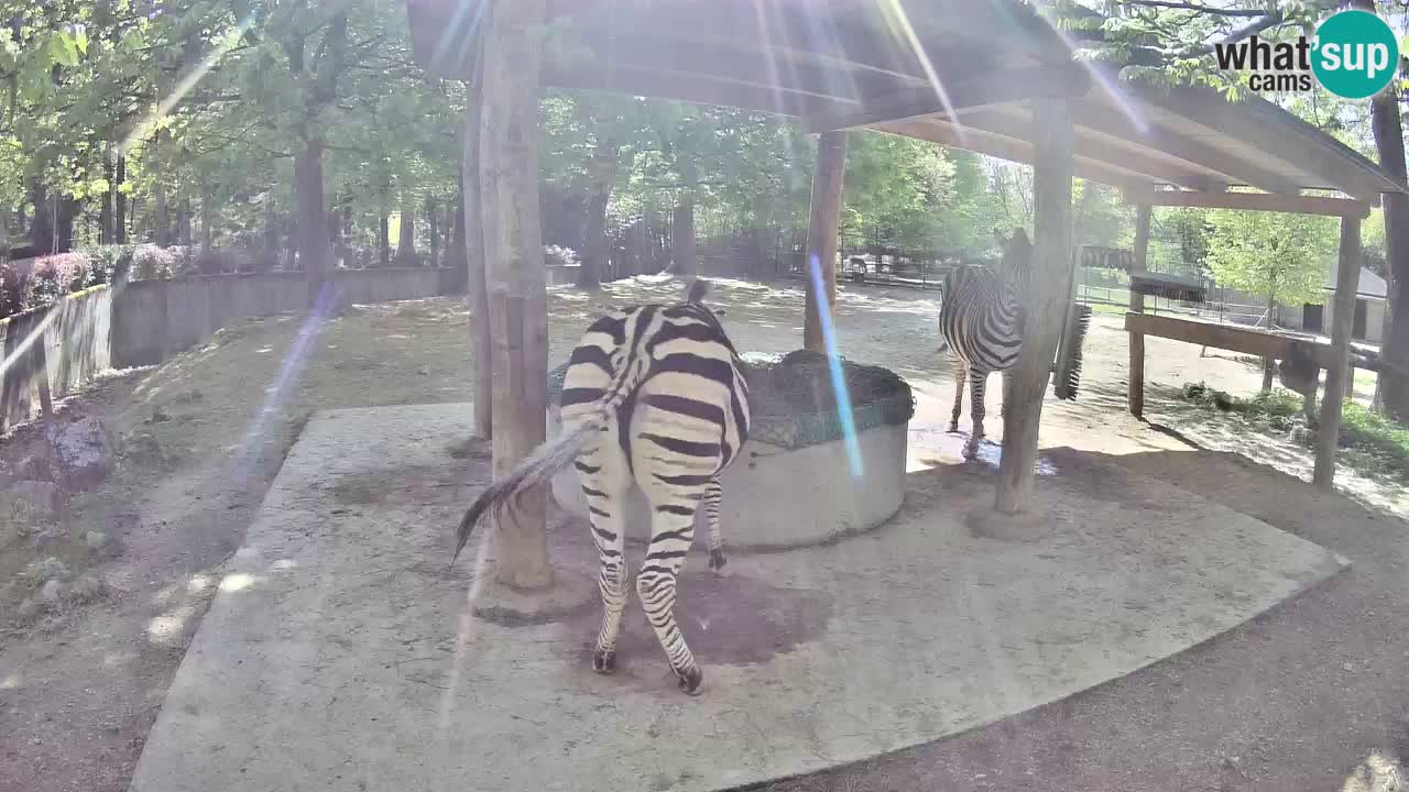 Live Webcam Zebras in Ljubljana ZOO – Slowenien