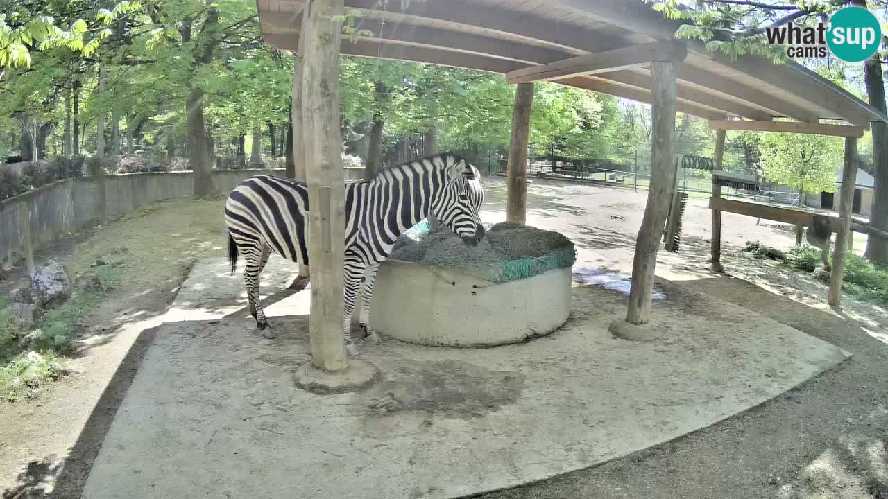 Zebre v živo v živalskem vrtu Ljubljana ZOO spletne kamere