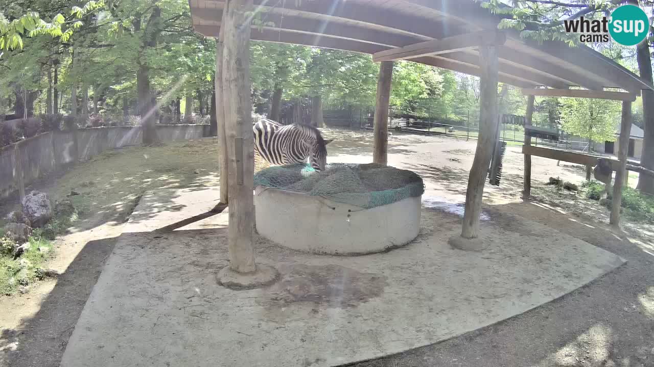 Live webcam Les zèbres in Ljubljana ZOO – Slovénie