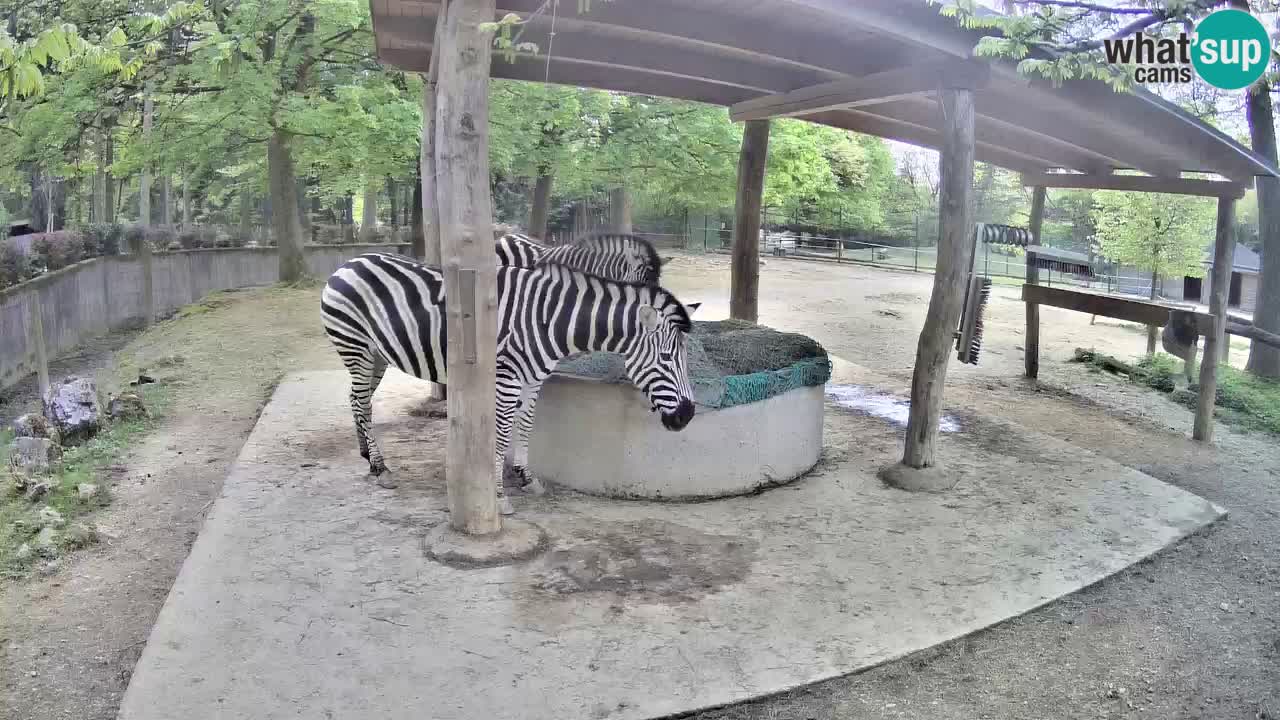 Camera en vivo Cebras in Ljubljana ZOO – Eslovenia