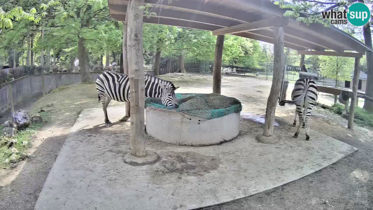 Live Webcam Zebras in Ljubljana ZOO – Slowenien